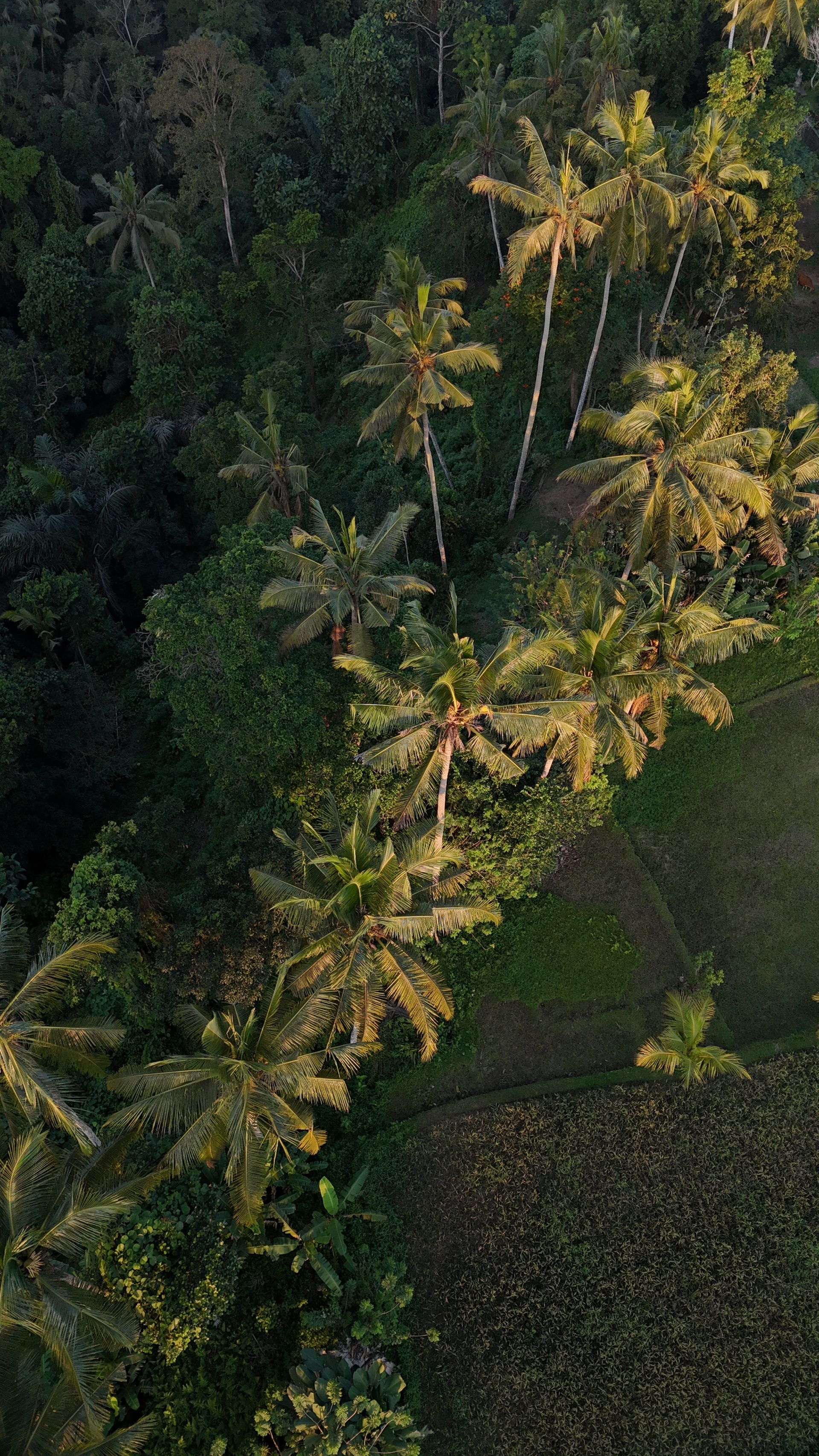 ️ Tropical Bali Bliss: 4N/5D Exclusive Package — photo 2